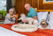 Guests in Room with Pets in Shenandoah National Park