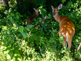Deer grazing in Shenandoah National Park