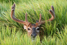 Buck in Meadow - Photo by Larry Brown