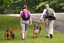 Hiking with Dogs in Shenandoah National Park